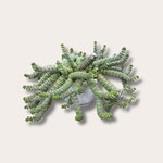 Crassula - Hottentot - L