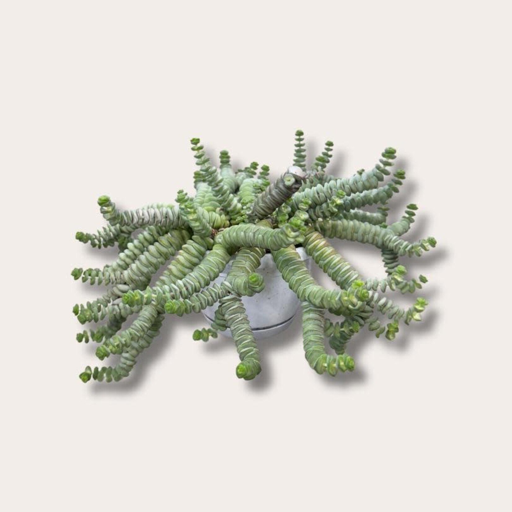 Crassula - Hottentot - L