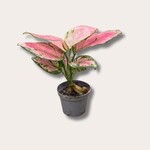 Aglaonema - Roze mini