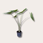 Alocasia Zebrina (Zebra plant)