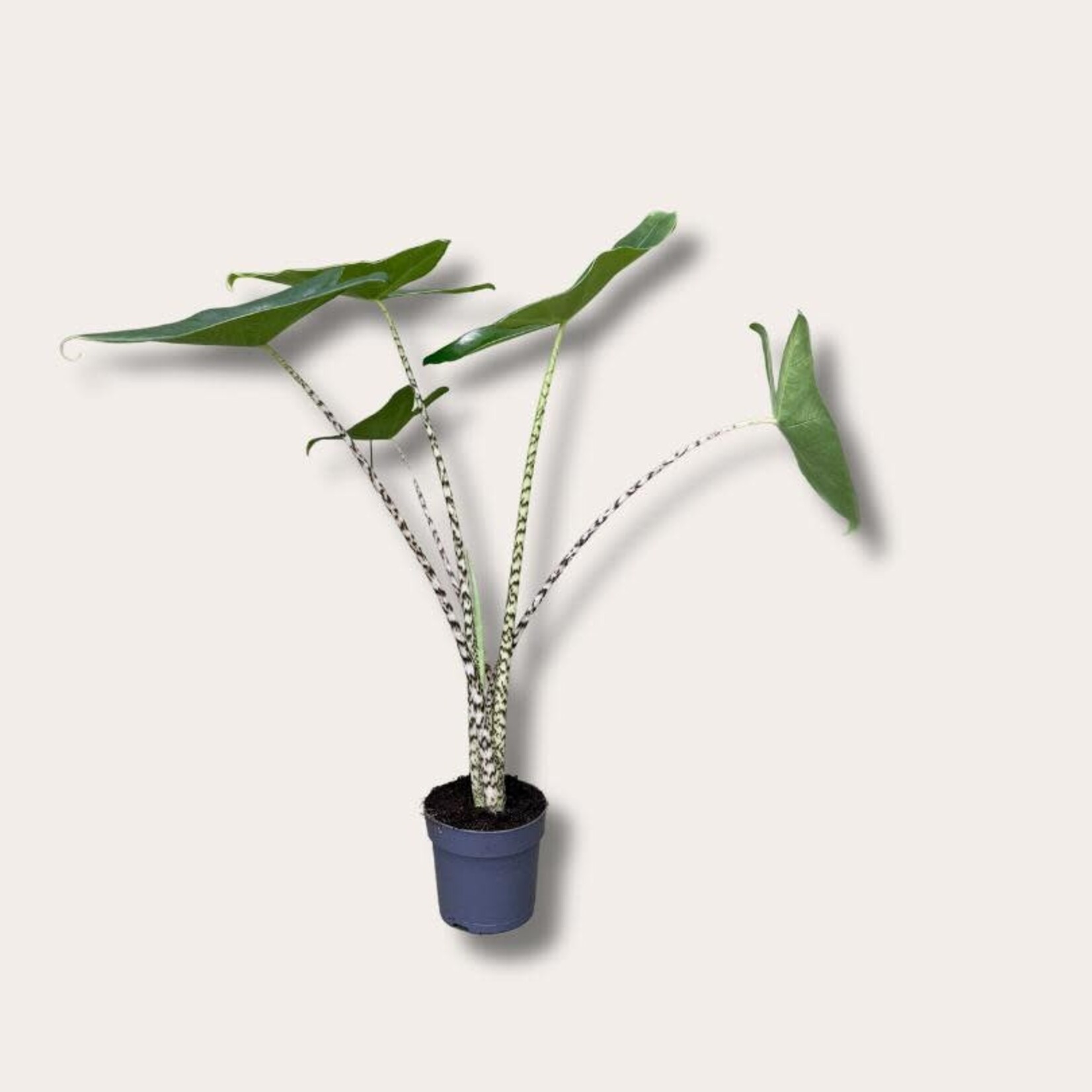 Alocasia Zebrina (Zebra plant)