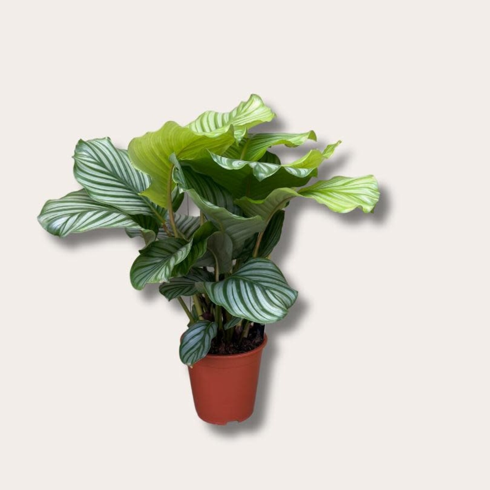 Calathea - Orbifolia