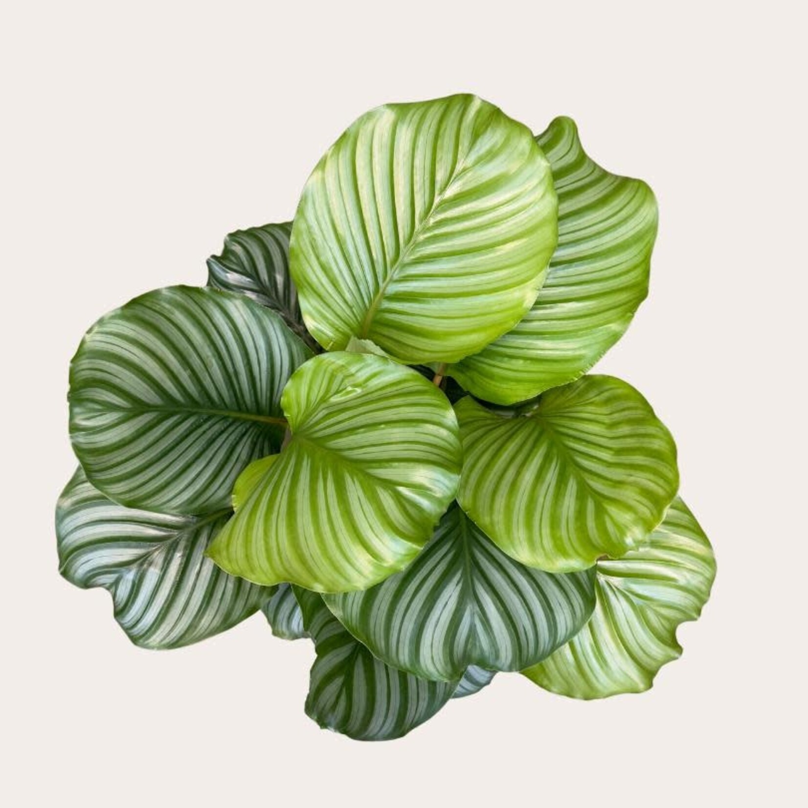 Calathea - Orbifolia