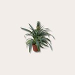 Ananasplant
