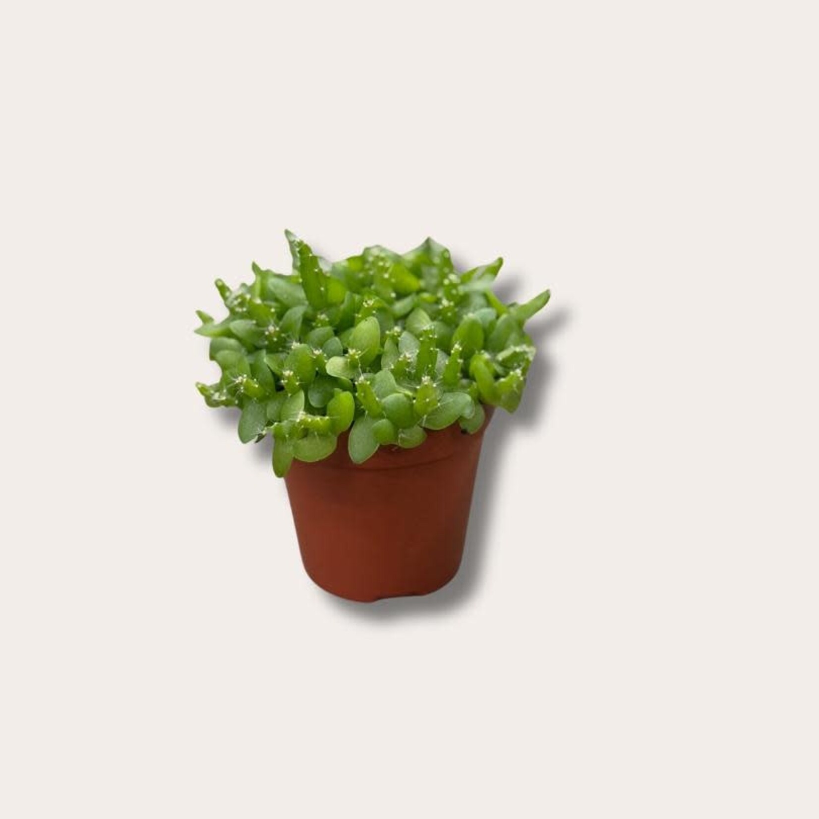 Hylocereus - Undatus - mini