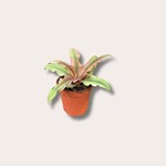 Cryptanthus - mini - mix
