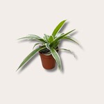 Chlorophytum - Ocean - mini