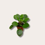 Pilea - Peperomioides - mini