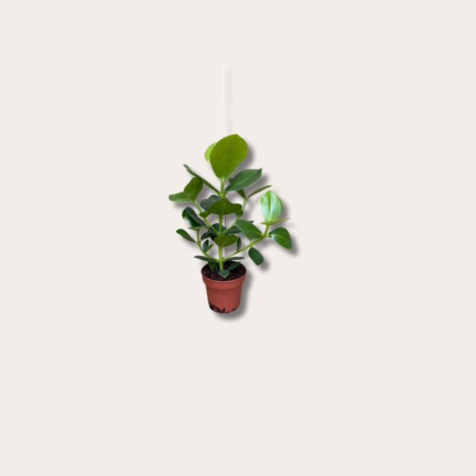 Clusia Rosea - S