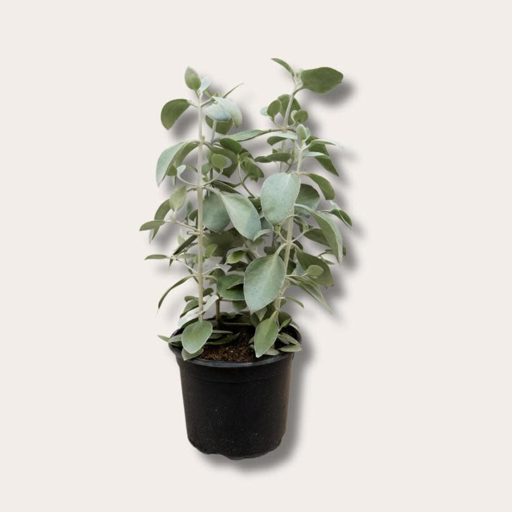 Kalanchoë - Hildebrandtii