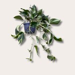 Epipremnum - Pinnatum