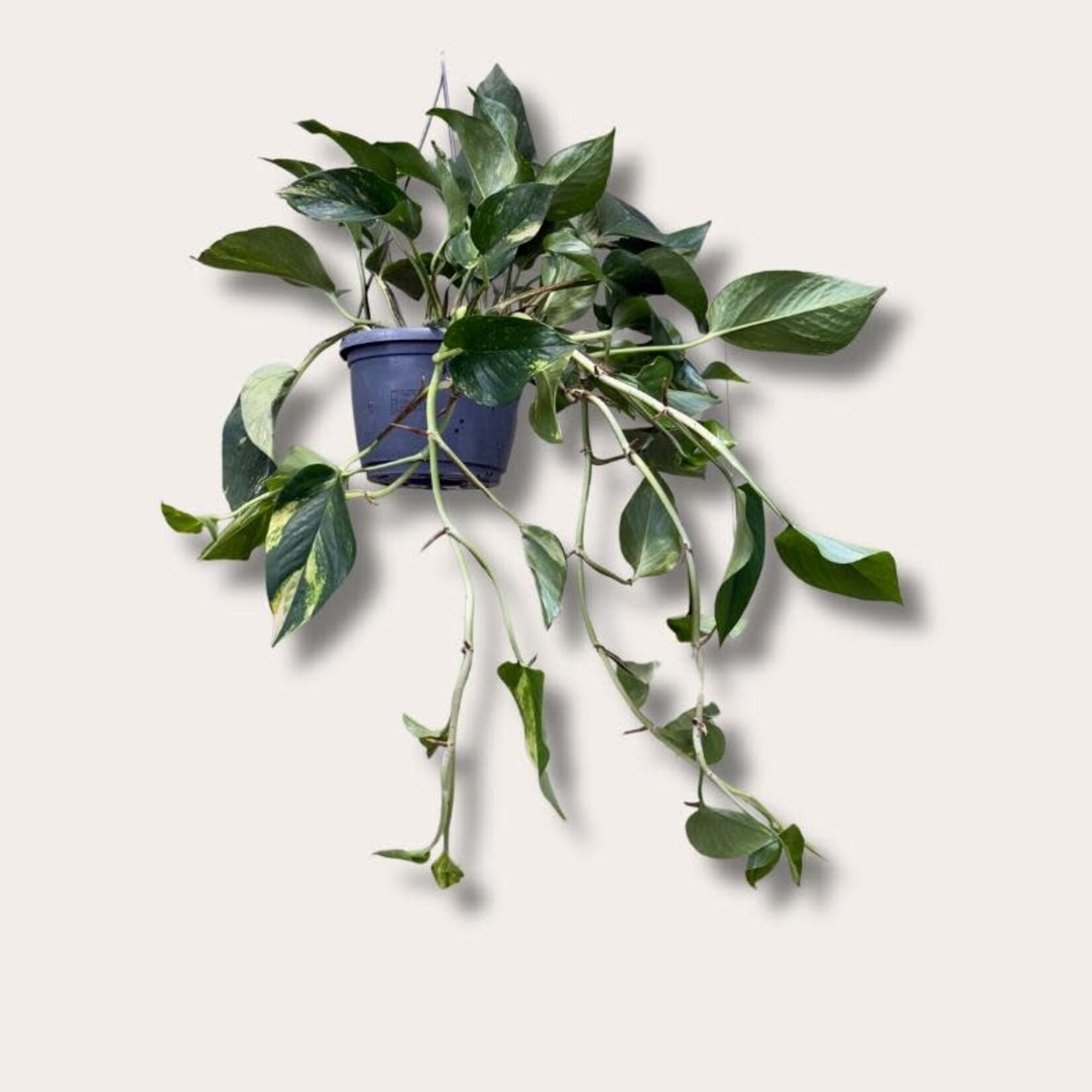 Epipremnum - Pinnatum
