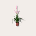 Tillandsia dolce pink