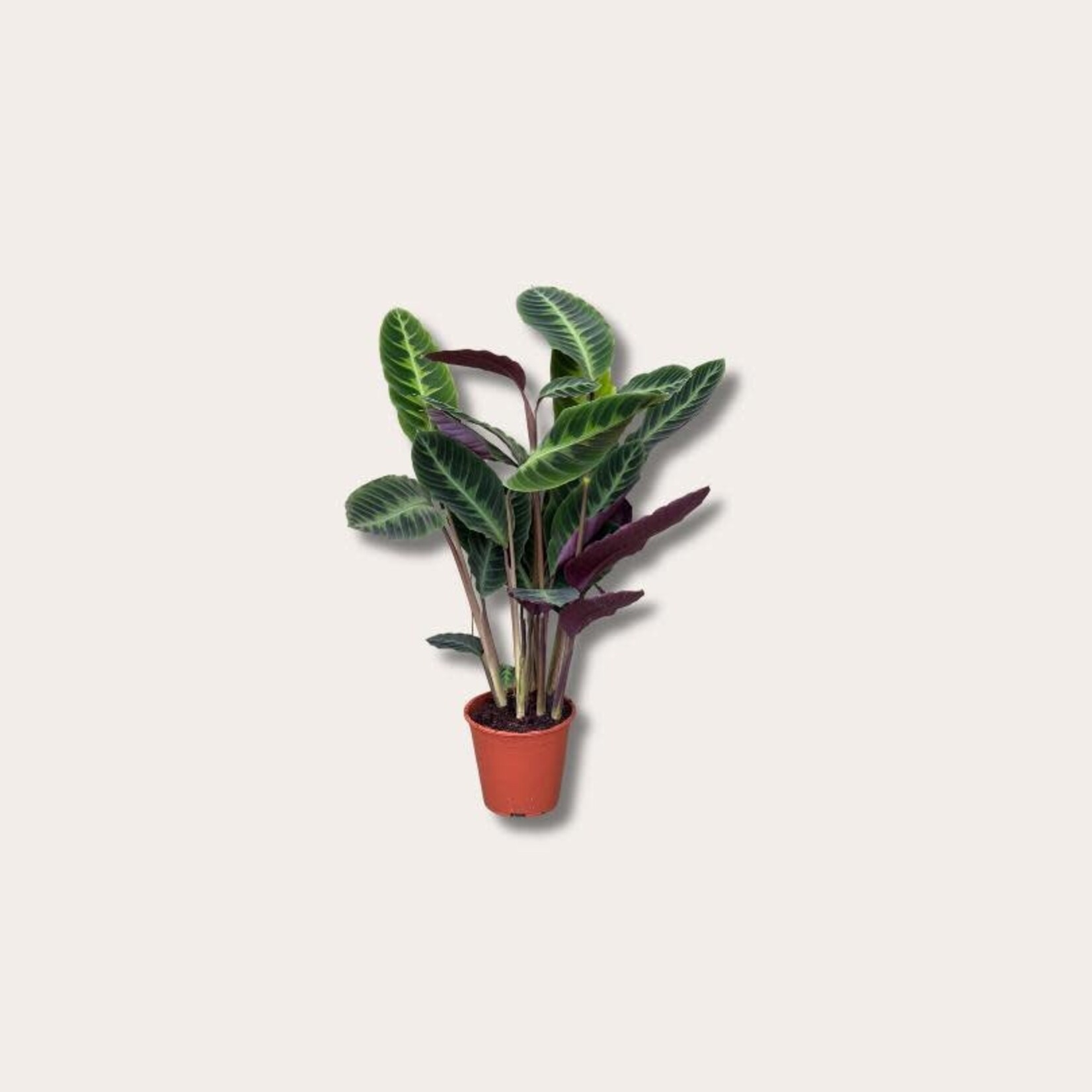Calathea - Warscewiczii