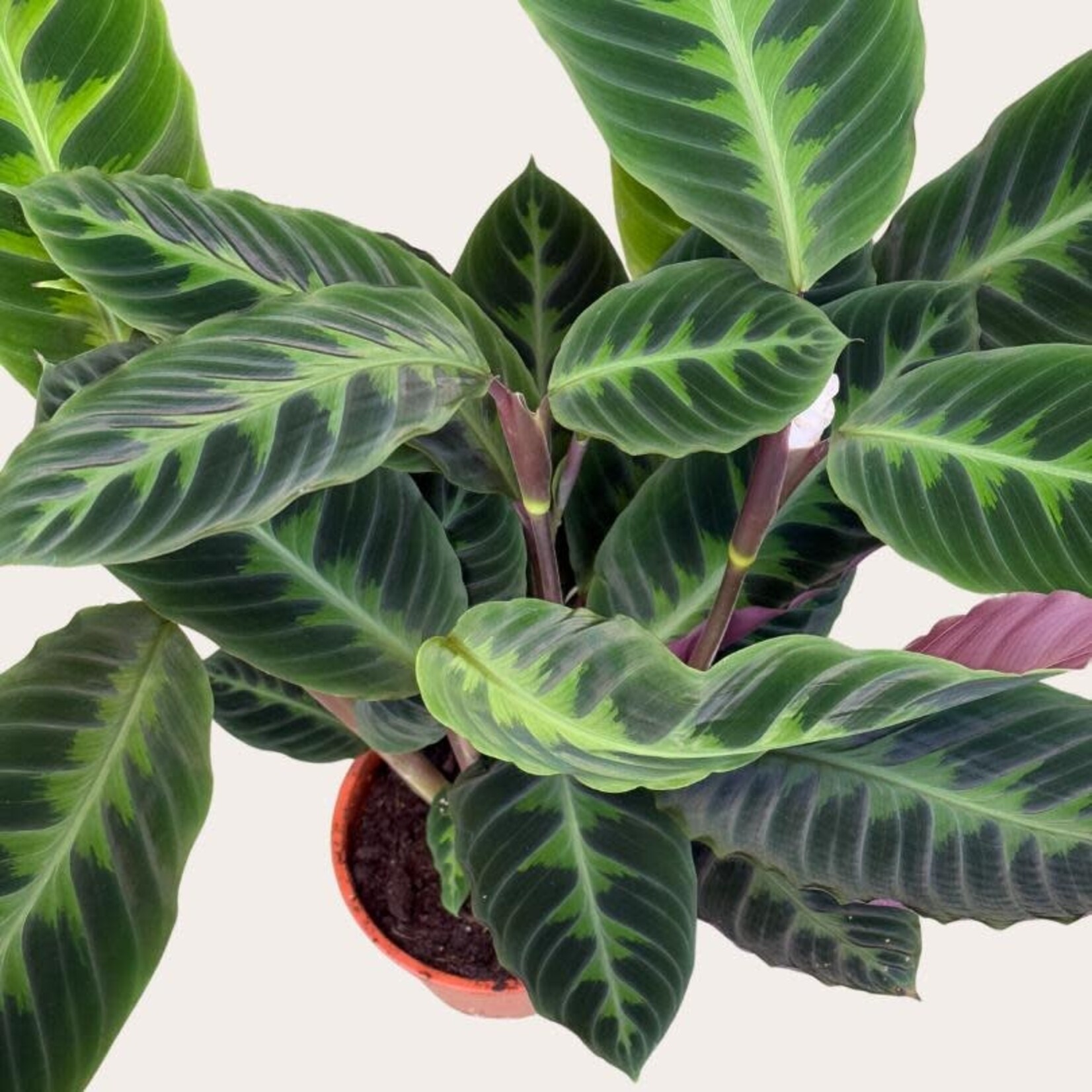 Calathea - Warscewiczii