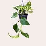 Epipremnum - Pinnatum (marble queen)