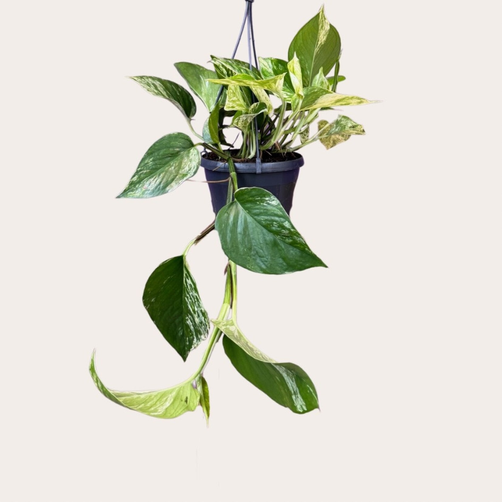 Epipremnum - Pinnatum (marble queen)