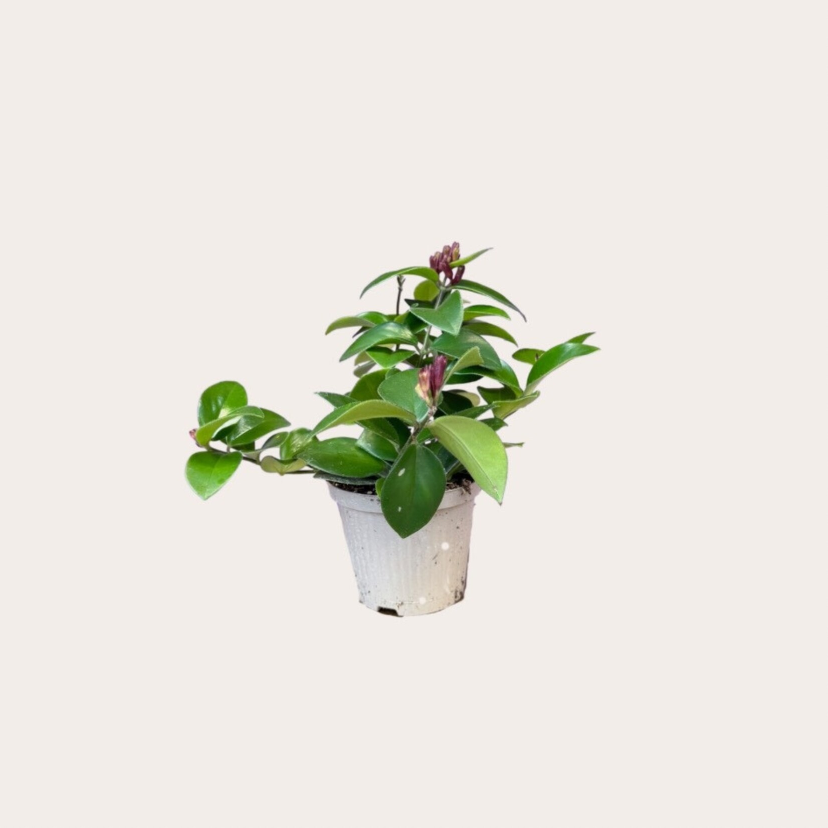 Aeschynanthus - Mona Lisa S