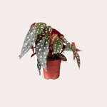 Begonia - Maculata