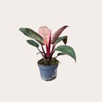 Philodendron - Pink Bikini