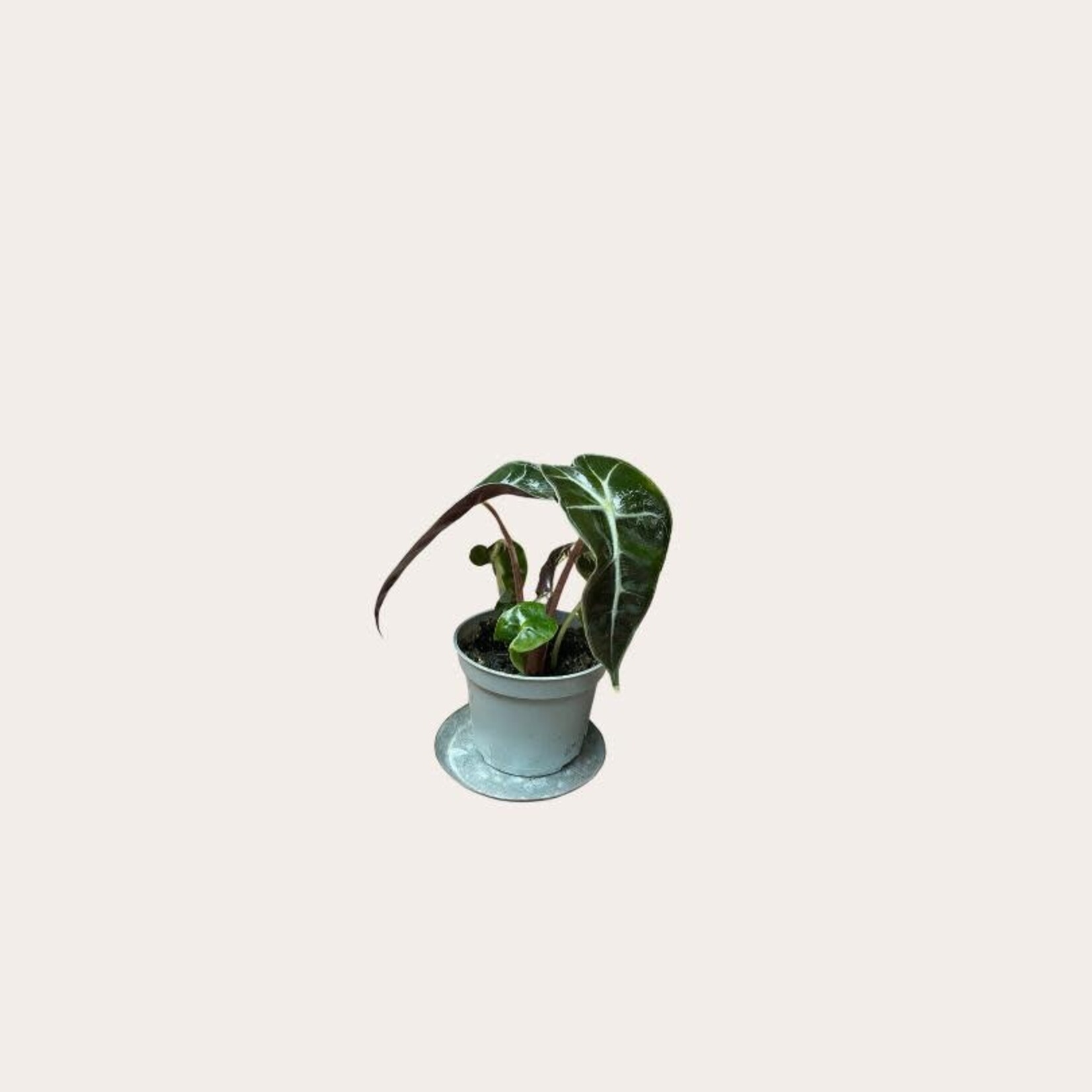 Alocasia amazonica