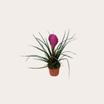 Tillandsia cyanea