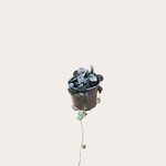 Ceropegia woodii - M