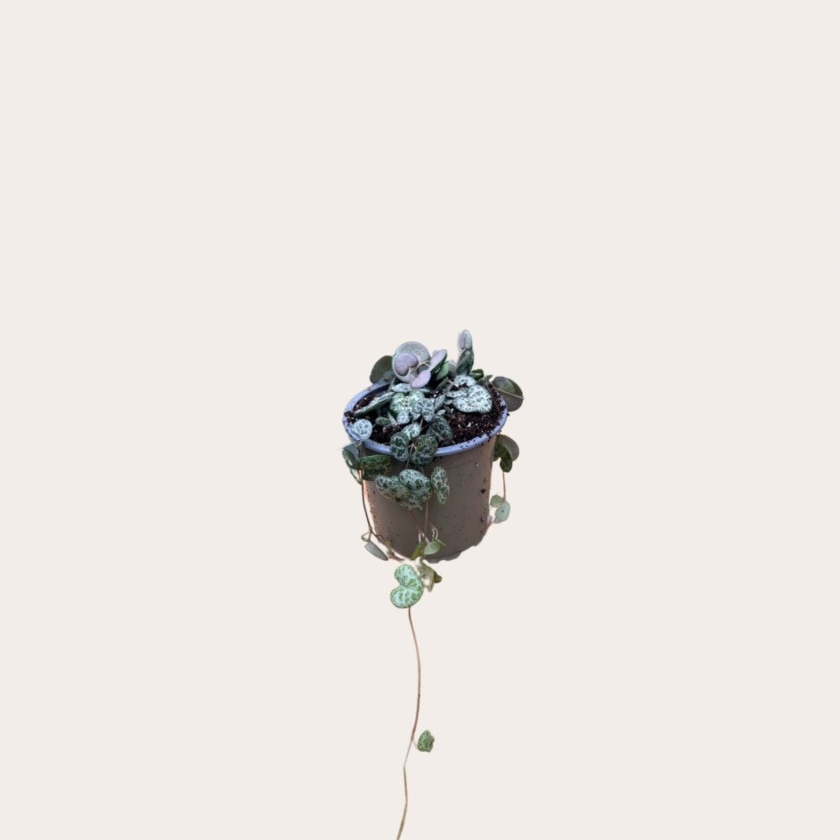 Ceropegia woodii - M