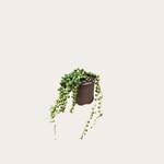 Senecio - Rowleyanus - M