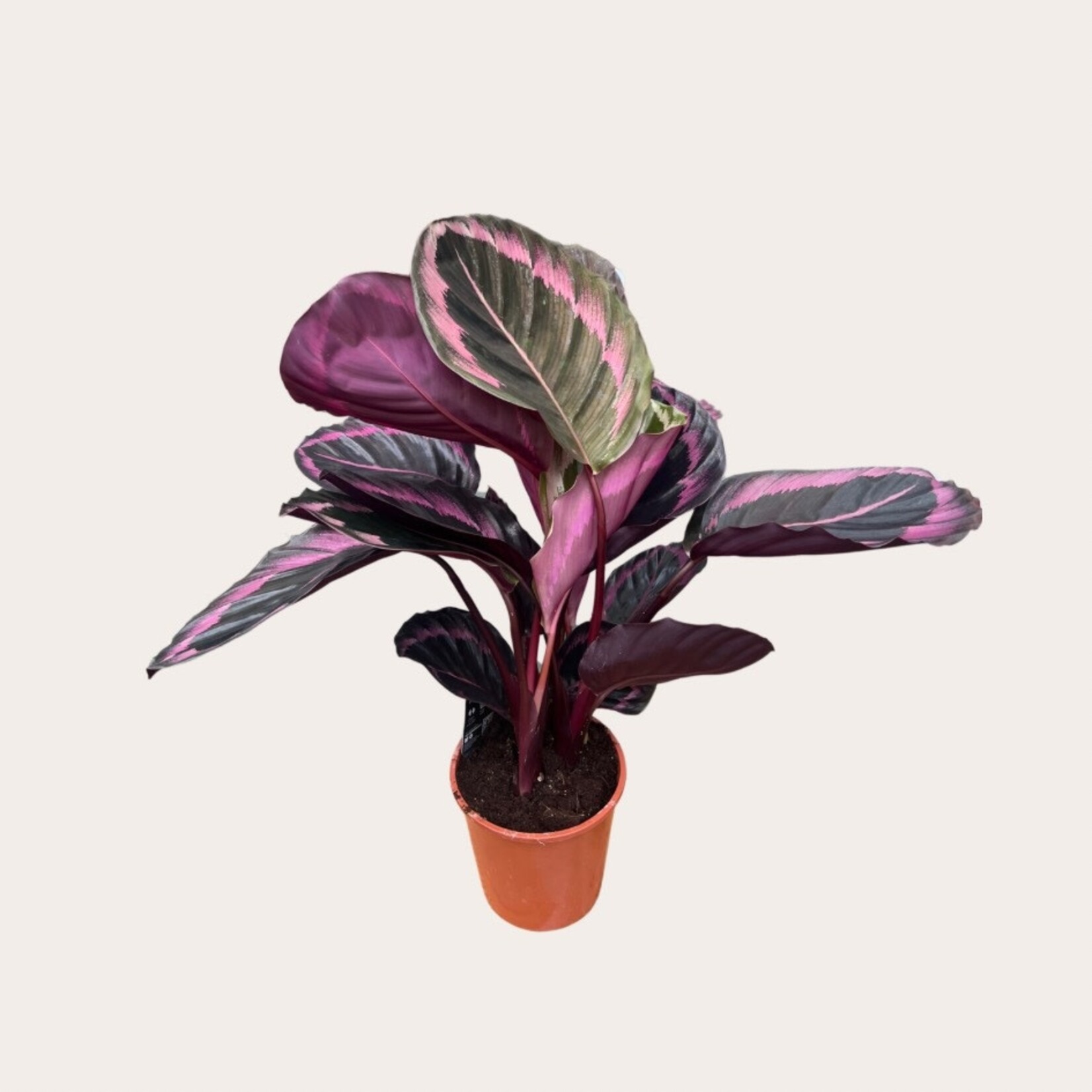 Calathea - Roseopicta (Dottie)