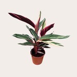 Stromanthe - Triostar