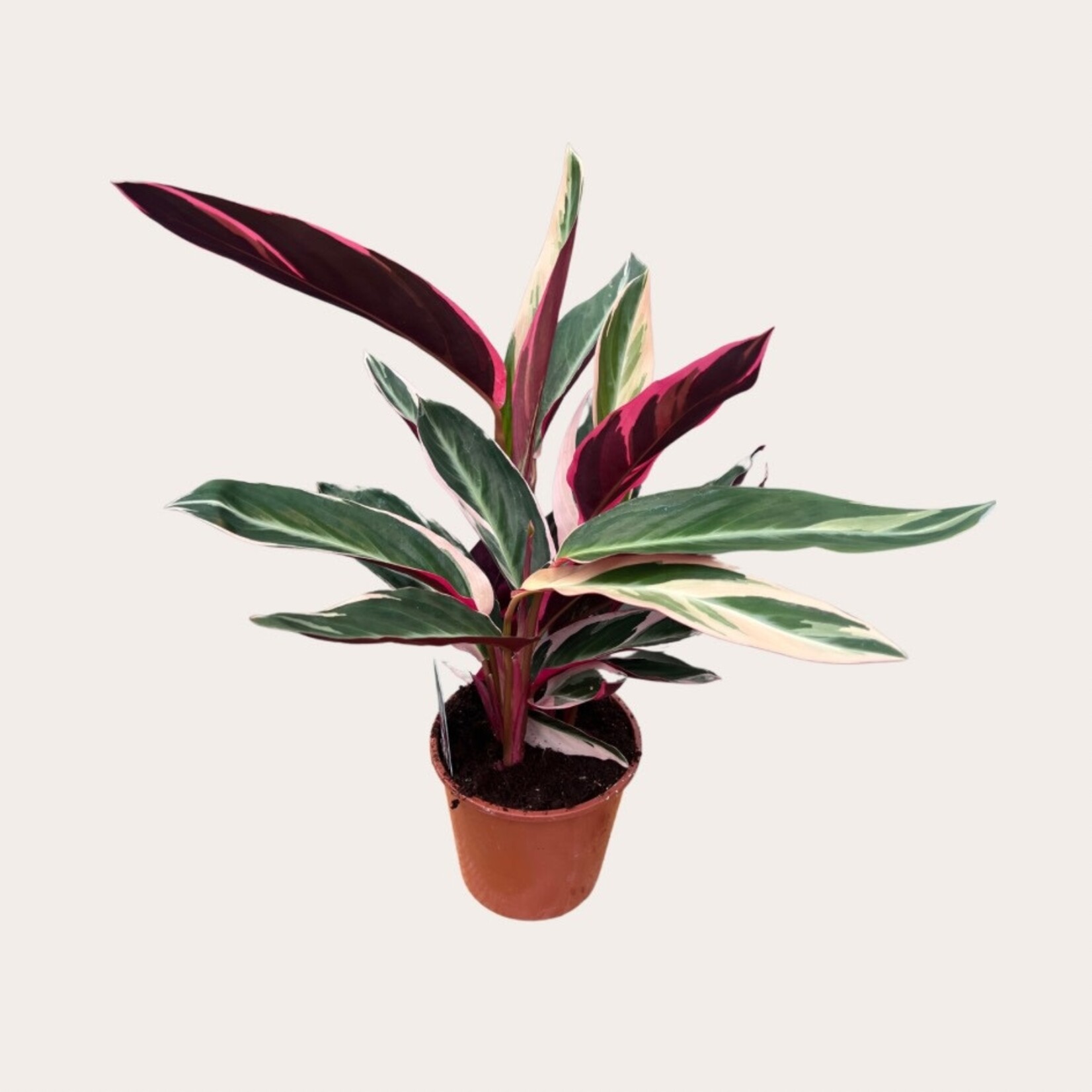 Stromanthe - Triostar