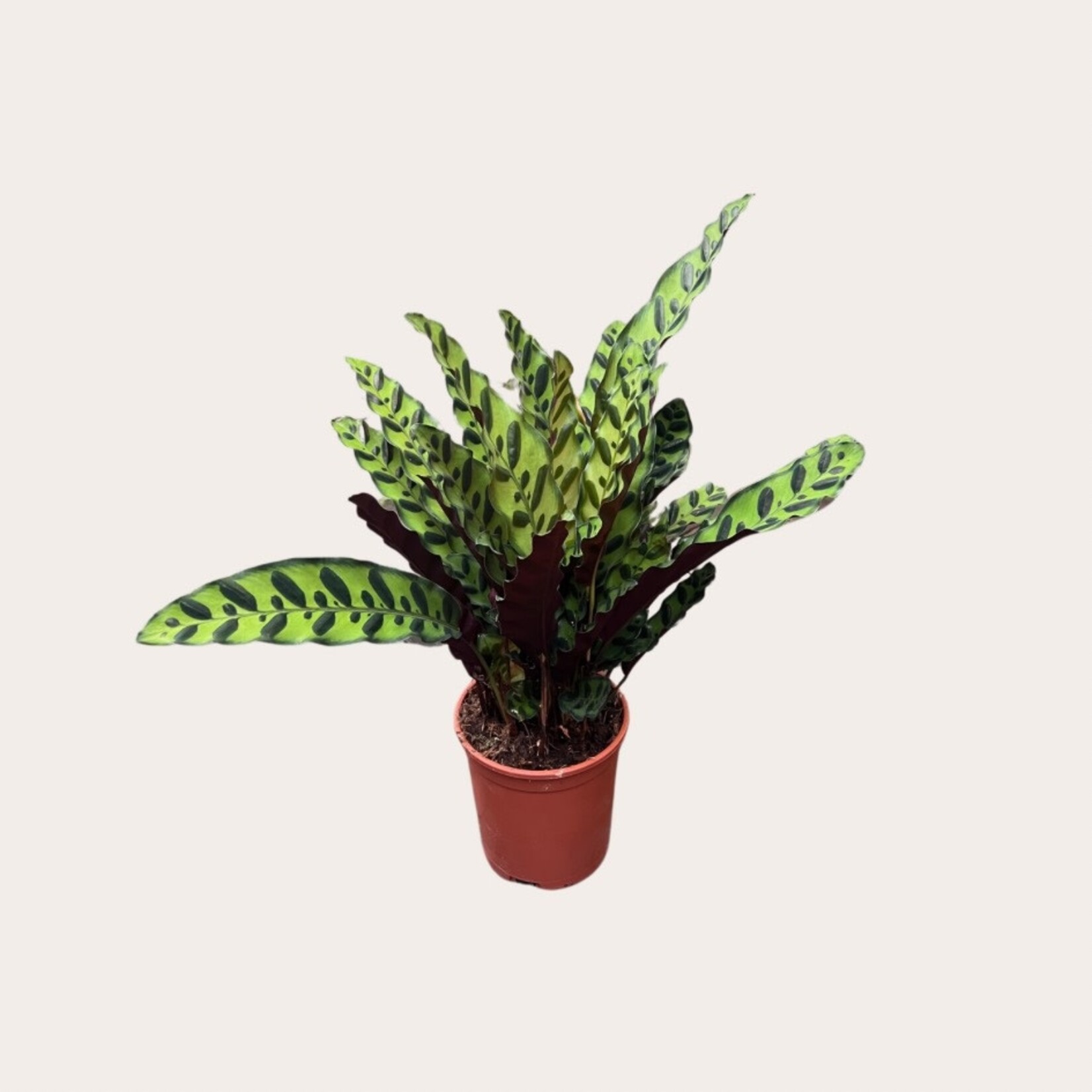 Calathea - Lancifolia
