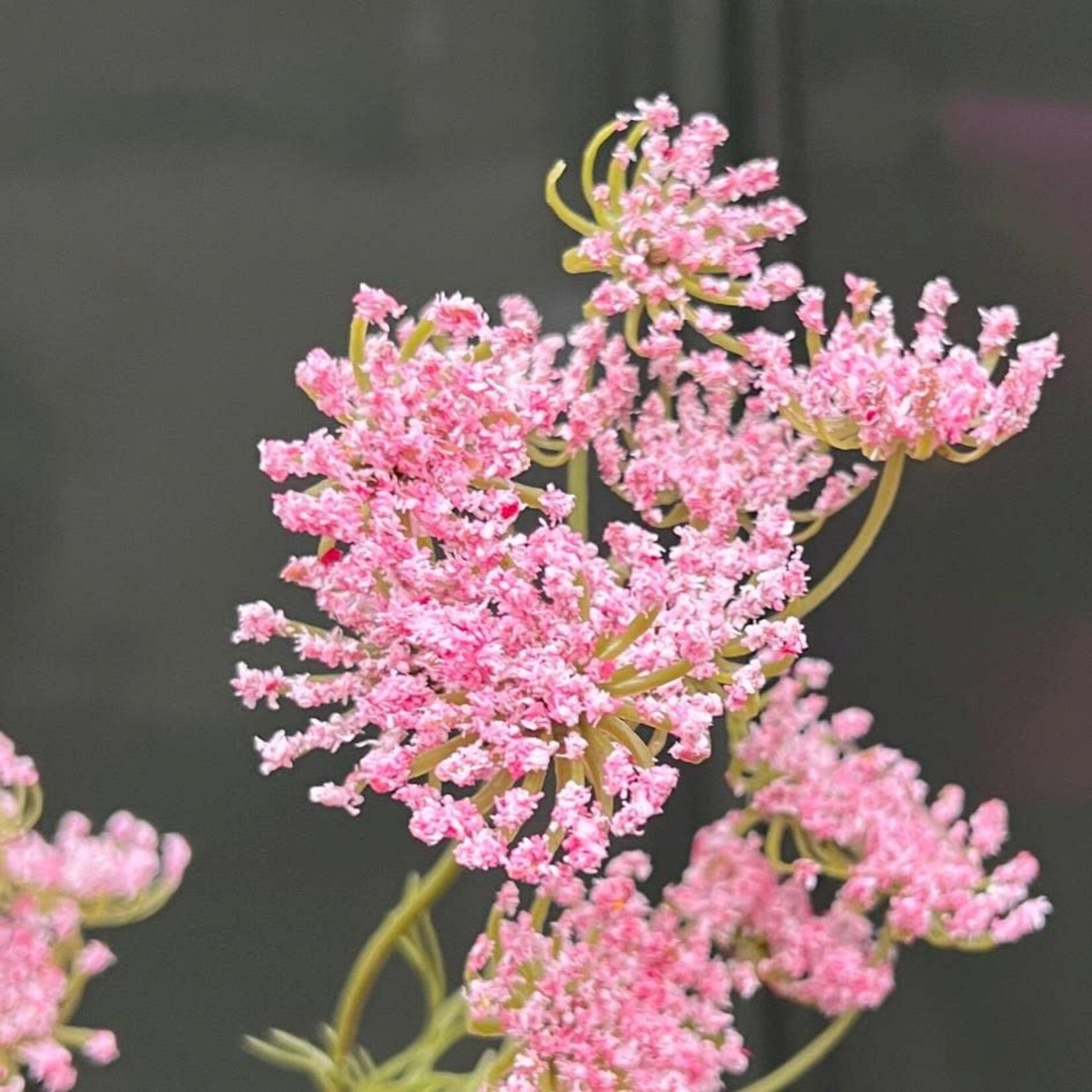 Zijden bloem - Ammi visnaga roze