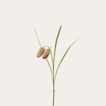 Zijden bloem - Fritillaria beige