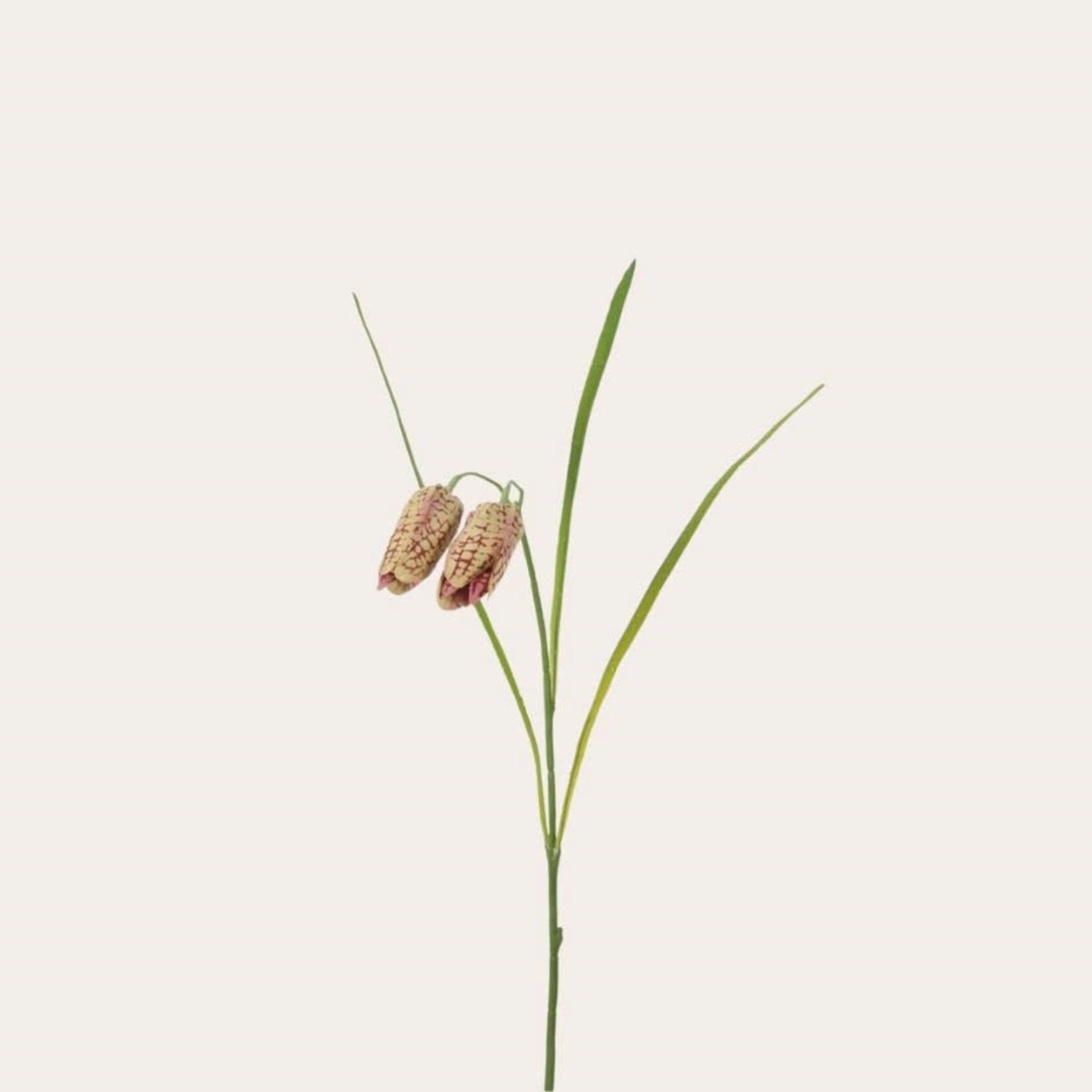 Zijden bloem - Fritillaria beige