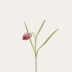 Zijden bloem - Fritillaria paars