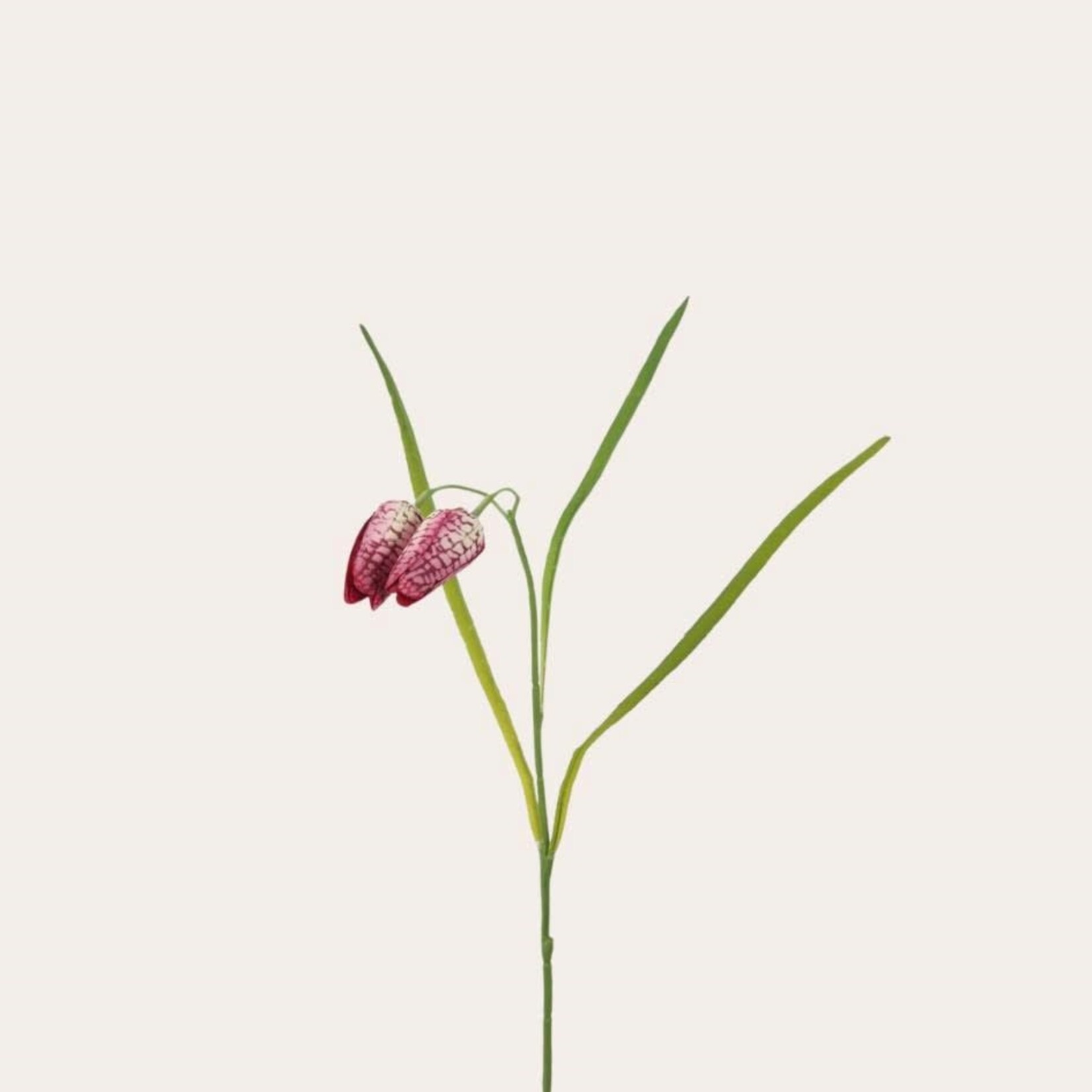 Zijden bloem - Fritillaria paars