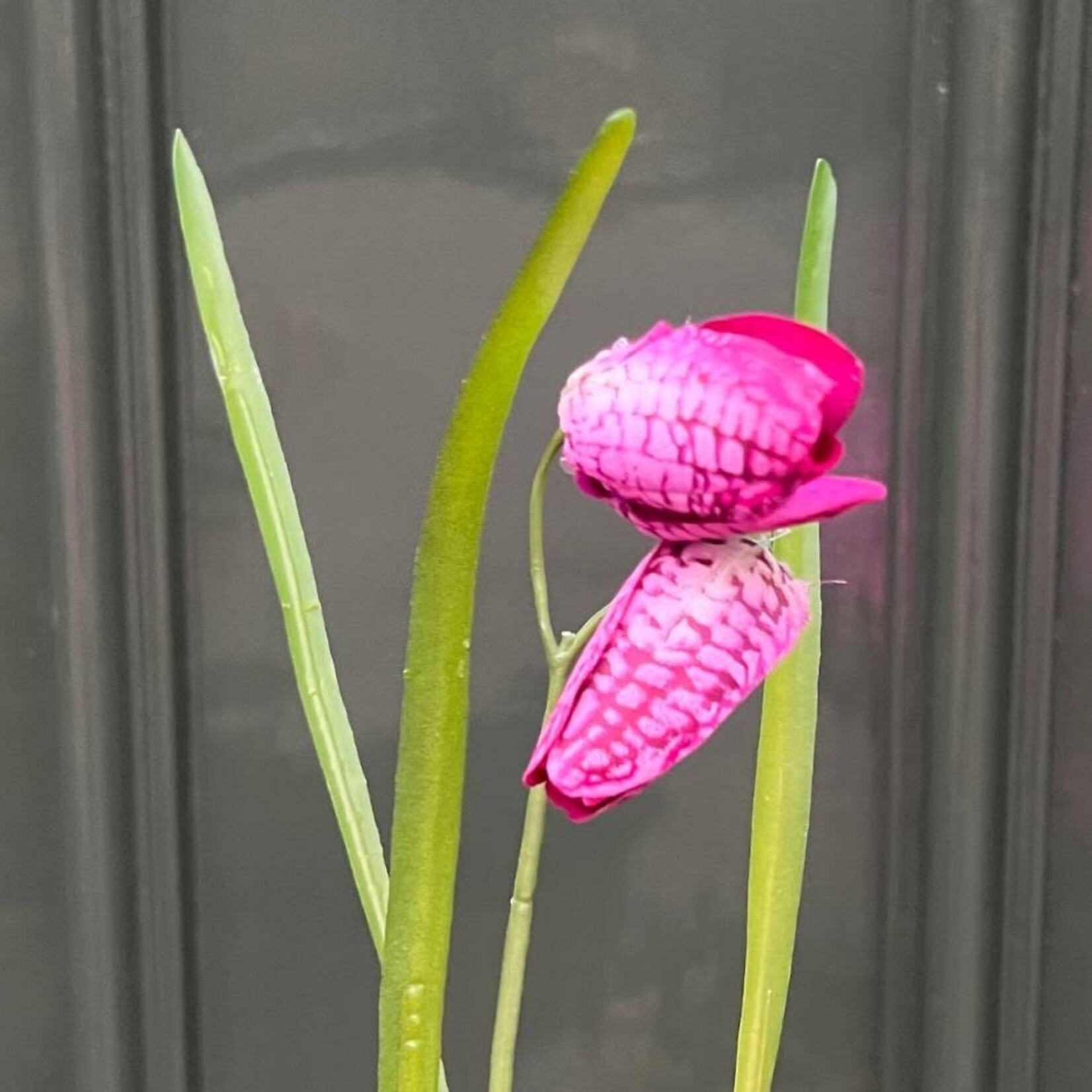 Zijden bloem - Fritillaria paars
