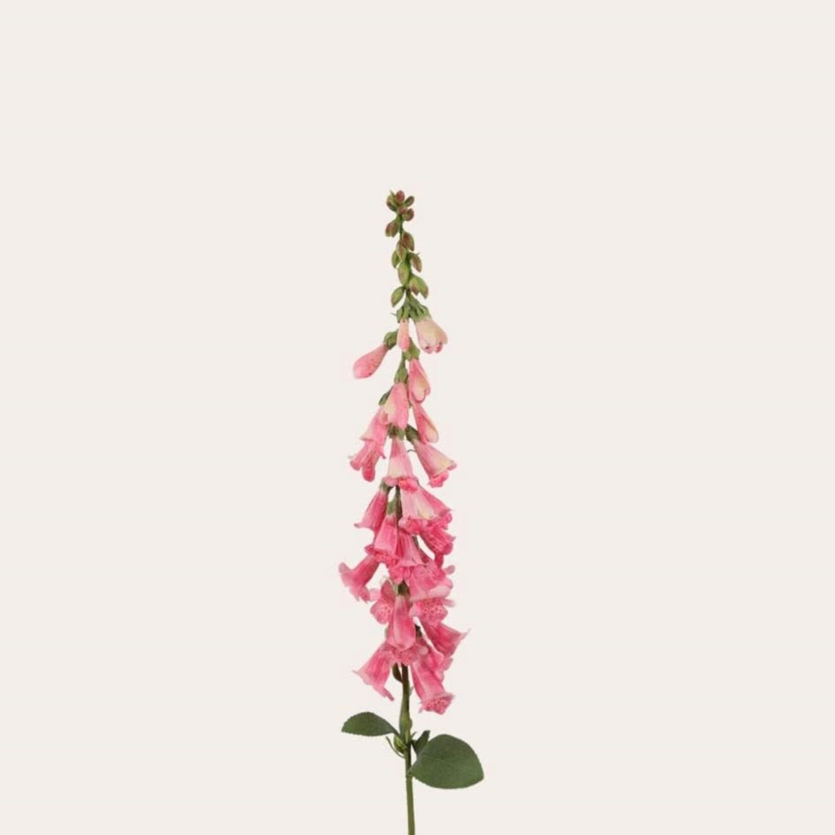 Zijden bloem - Foxglove roze