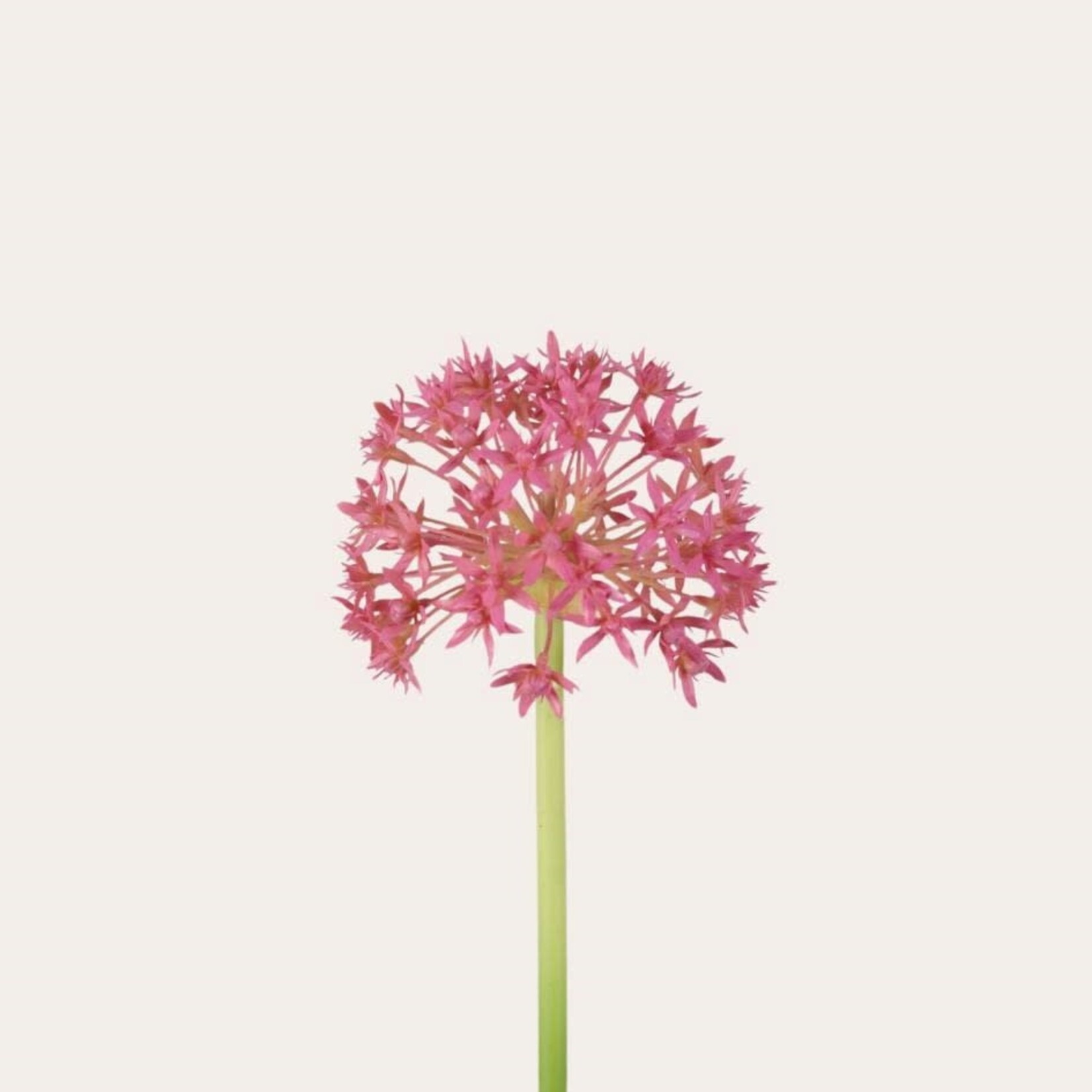 Zijden bloem - Allium roze