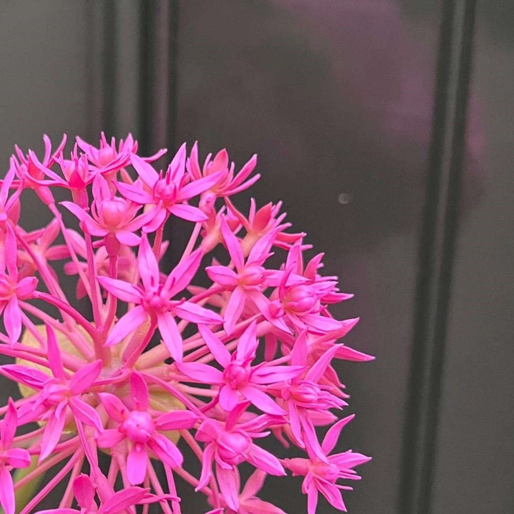 Zijden bloem - Allium roze