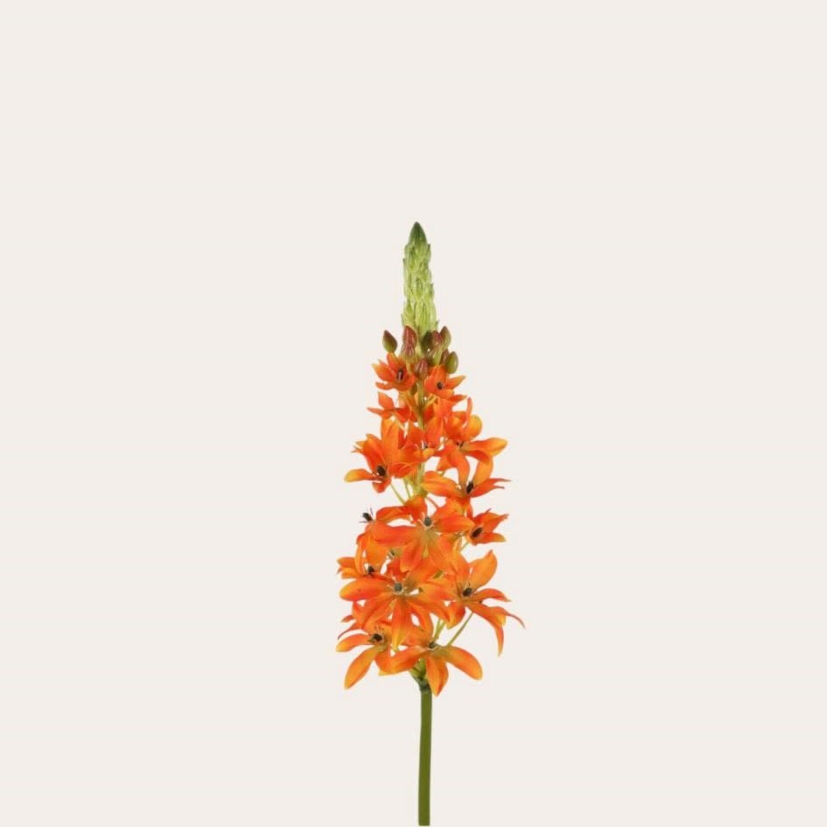 Zijden bloem - Ornithogalum oranje