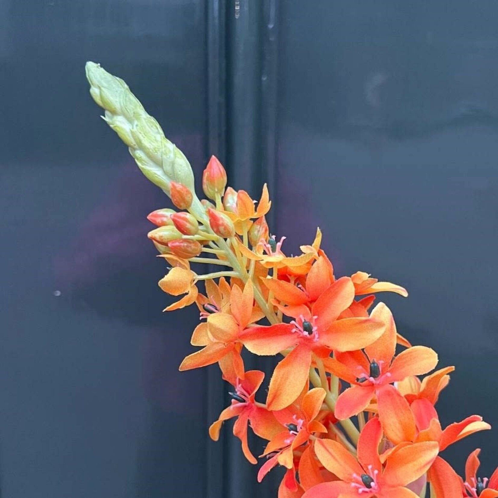 Zijden bloem - Ornithogalum oranje