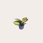 Hoya - Carnosa (Tricolor) - mini