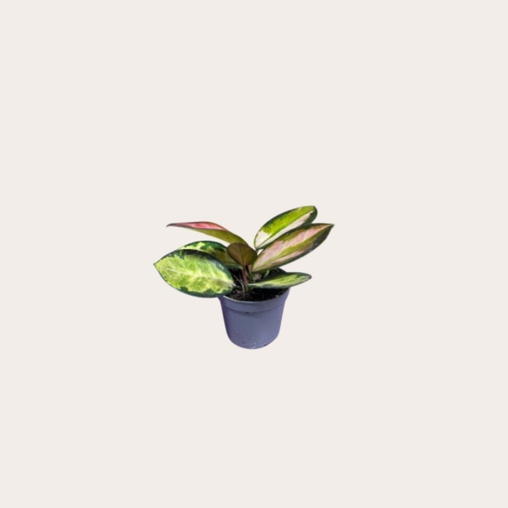 Hoya - Carnosa (Tricolor) - mini