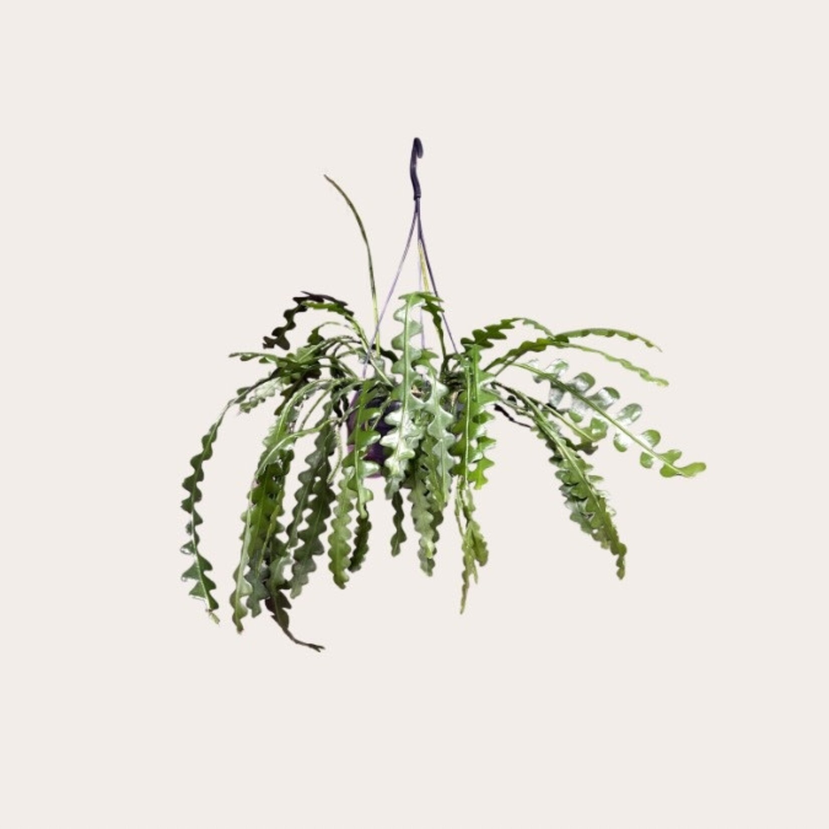 Epiphyllum - M (zaagcactus)