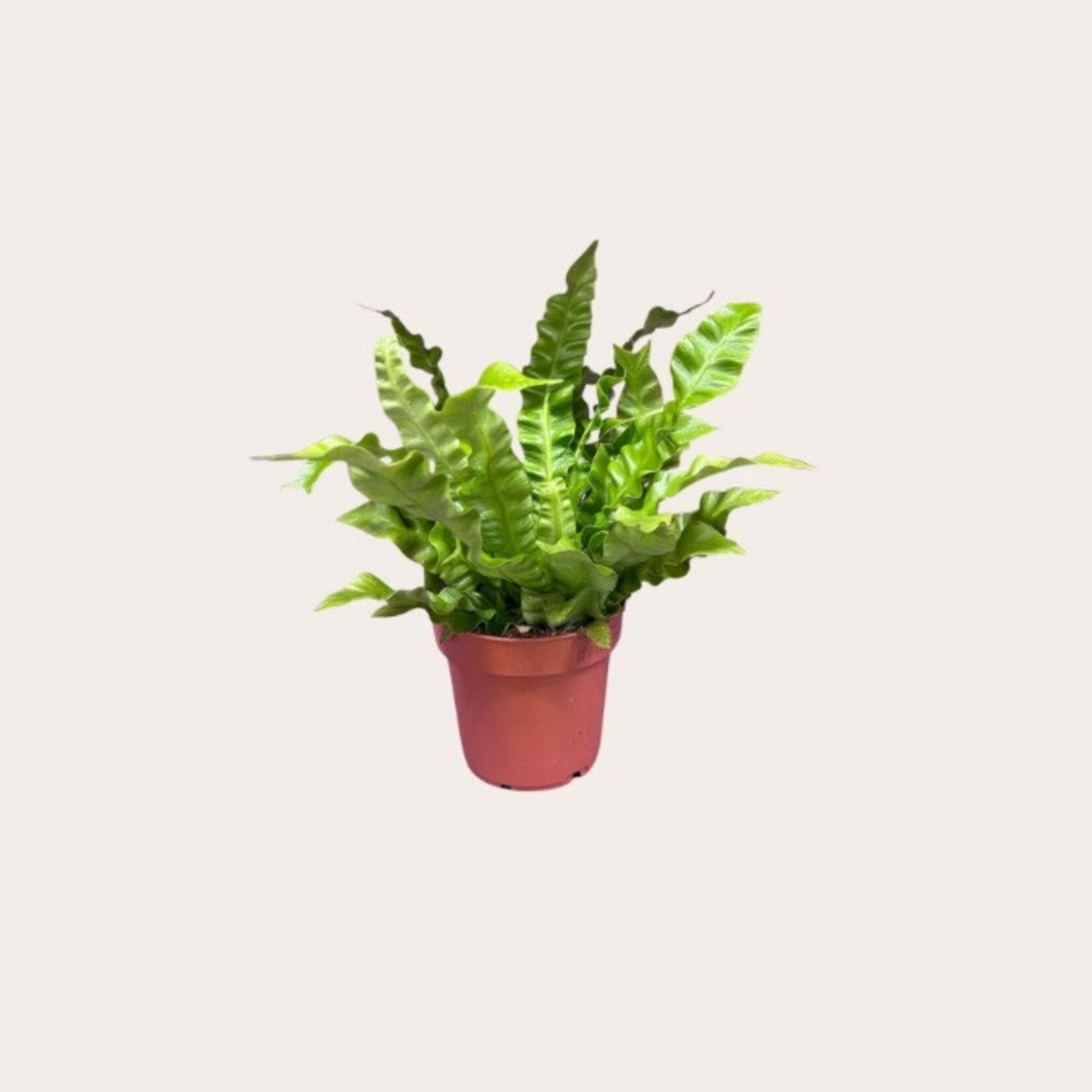 Asplenium - Nidus (Crispy Wave)