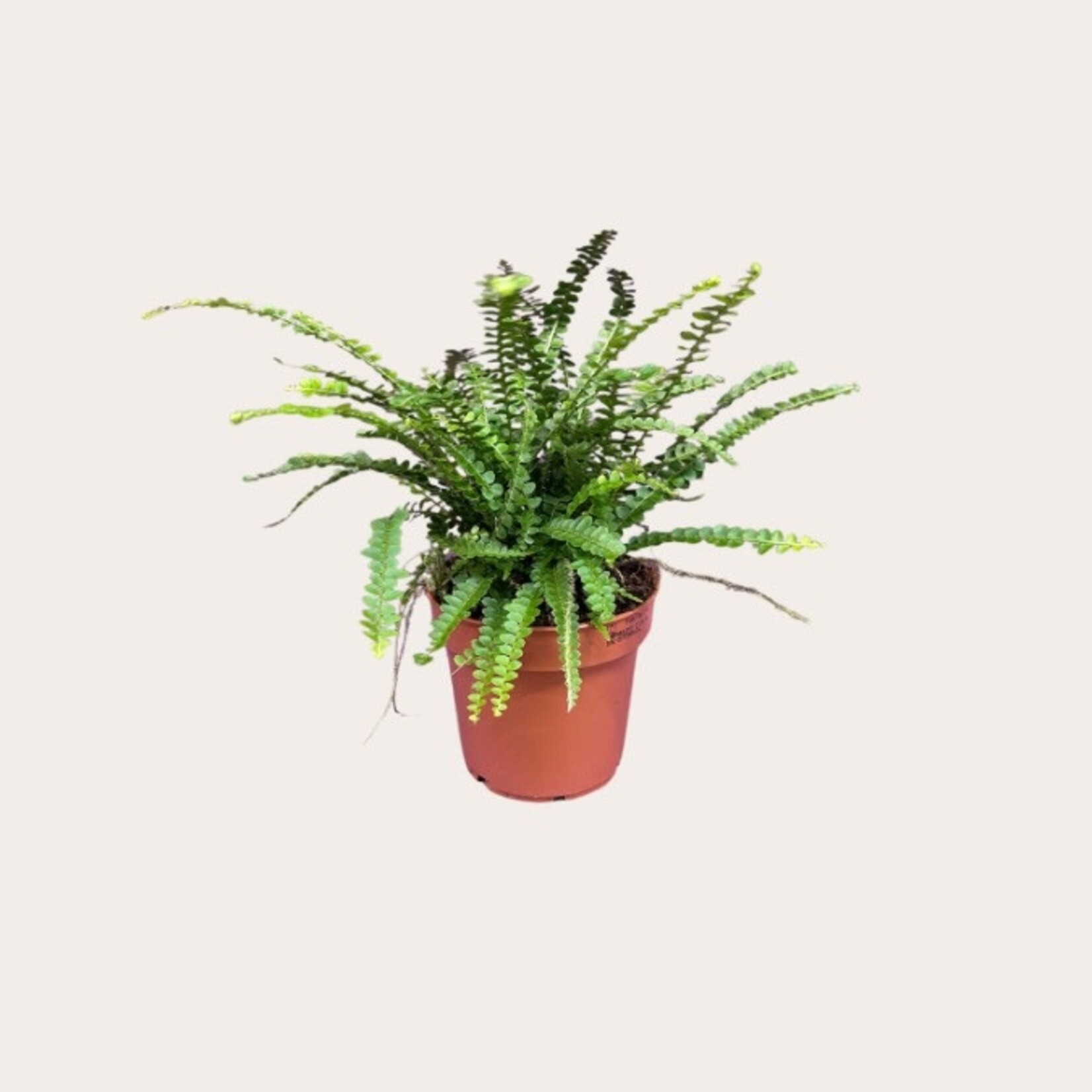 Nephrolepis  - Duffii