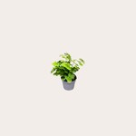 Adiantum - Raddi mini